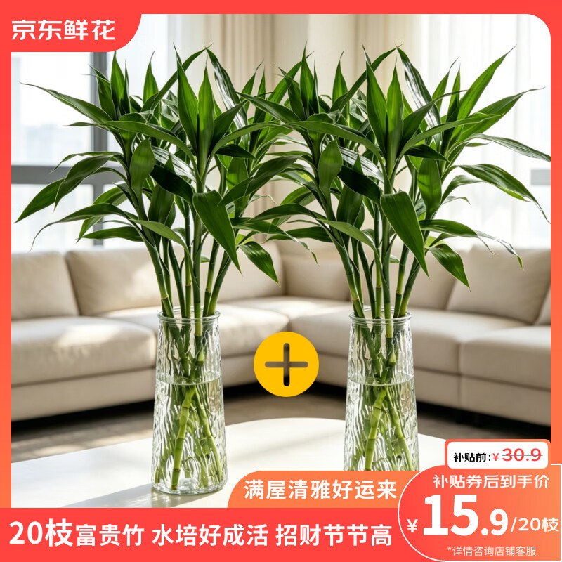 15.9元 自营京东鲜花 富贵竹20枝
